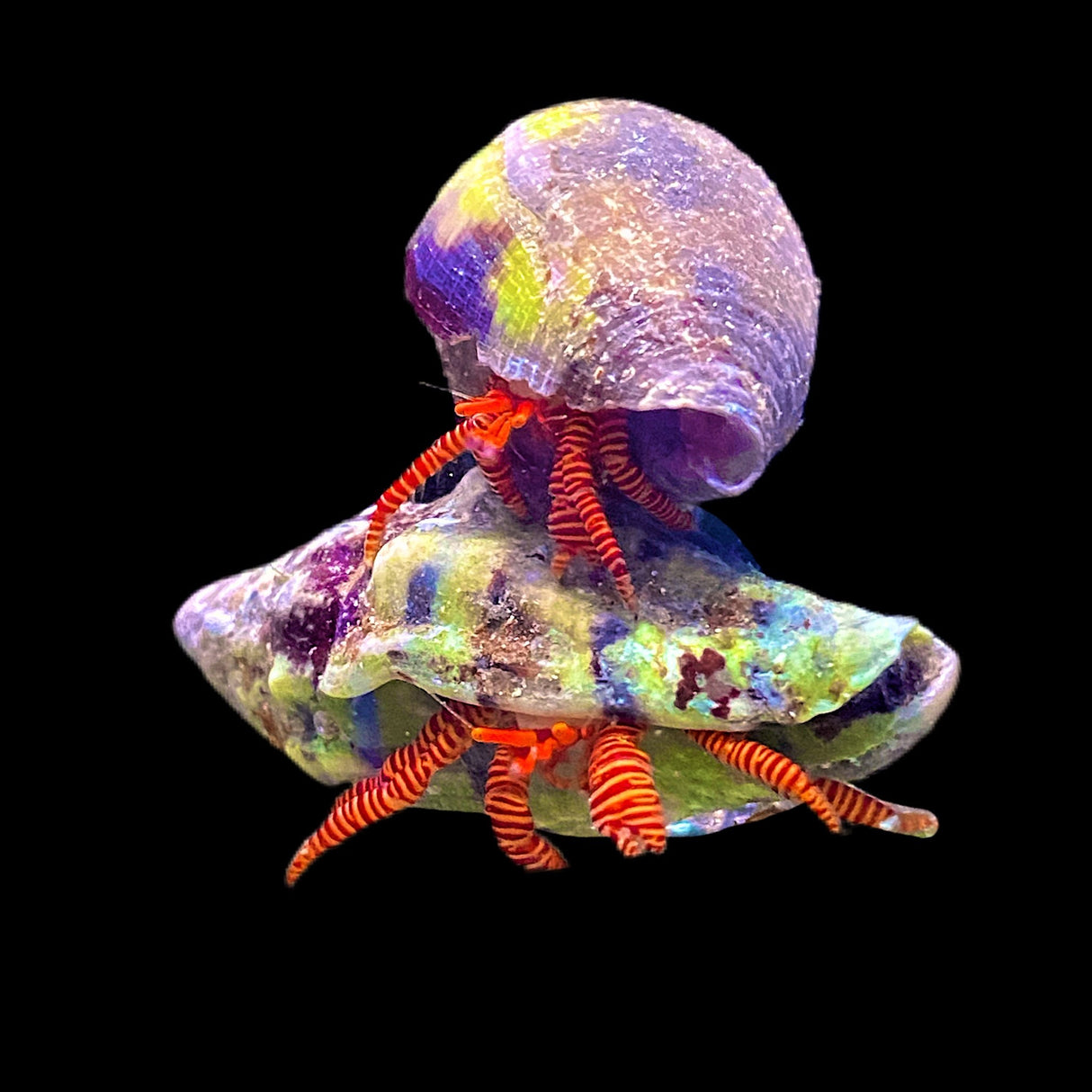 Halloween Hermit Crab