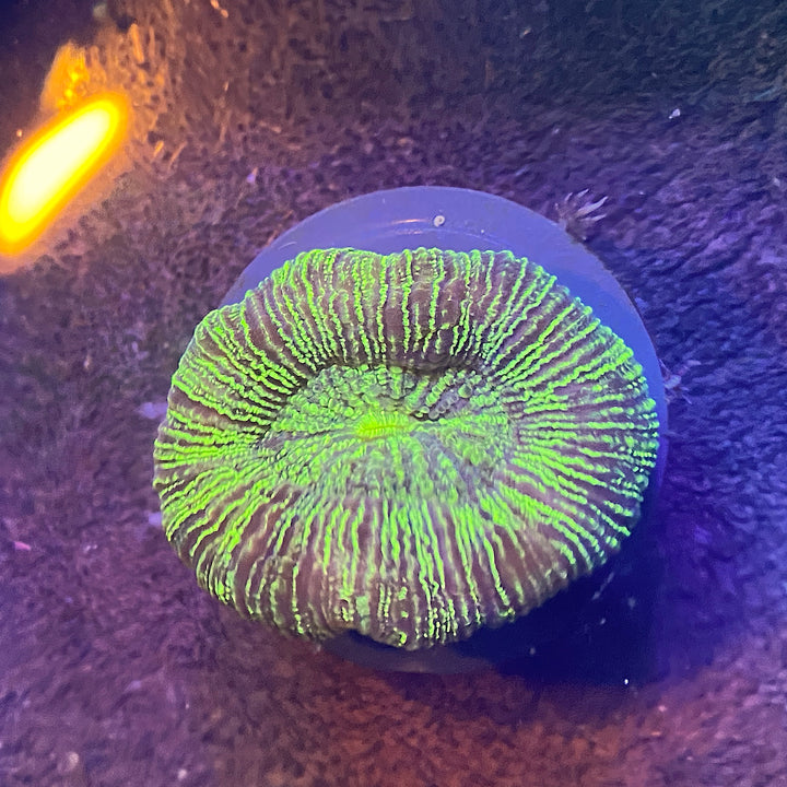 Toxic Green Splatter Ultra Trachyphyllia - SUPER SALE