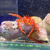 Halloween Hermit Crab