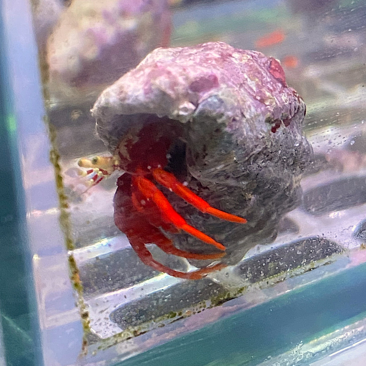 Scarlet Hermit Crab
