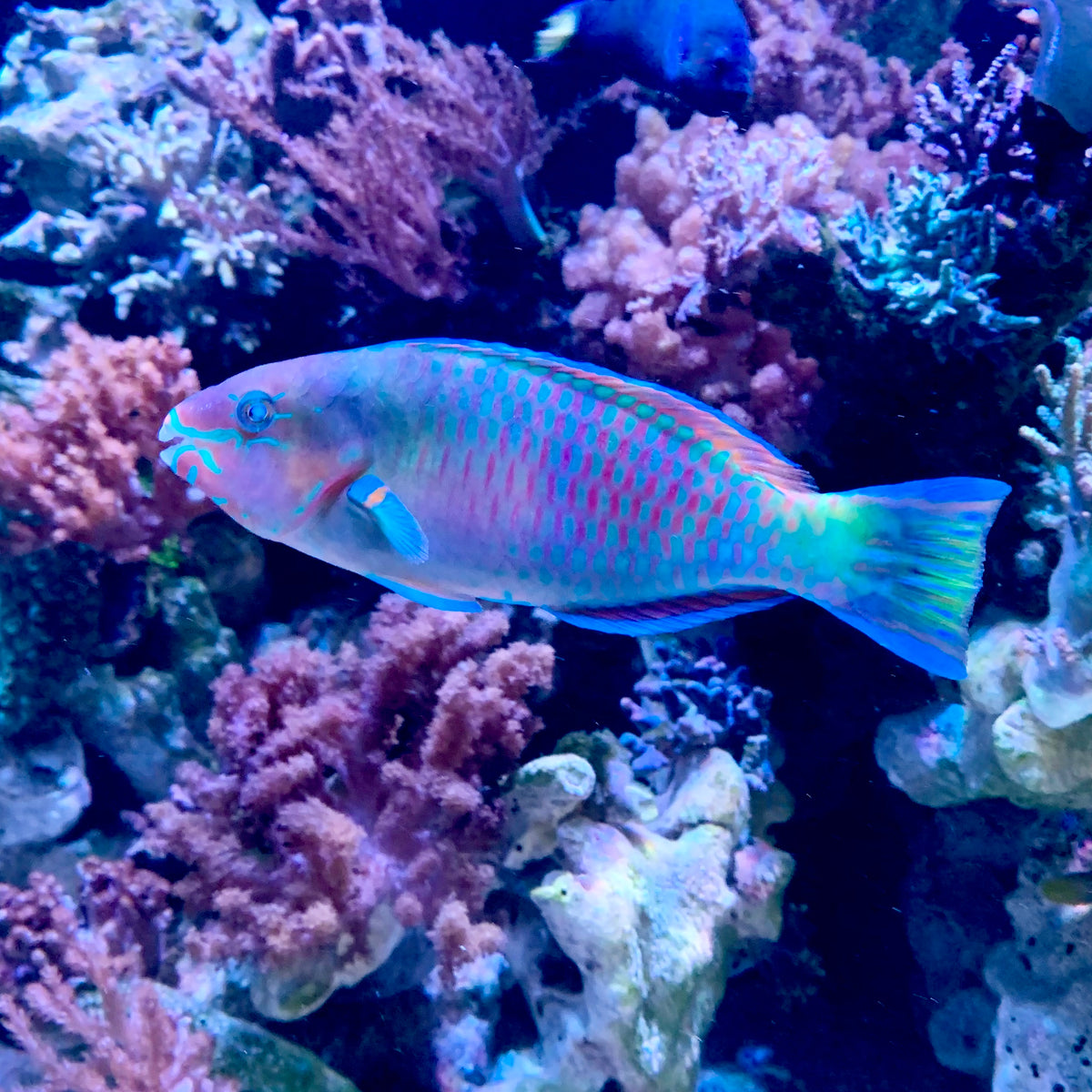 Quoyi Parrotfish – New Wave Aquaria