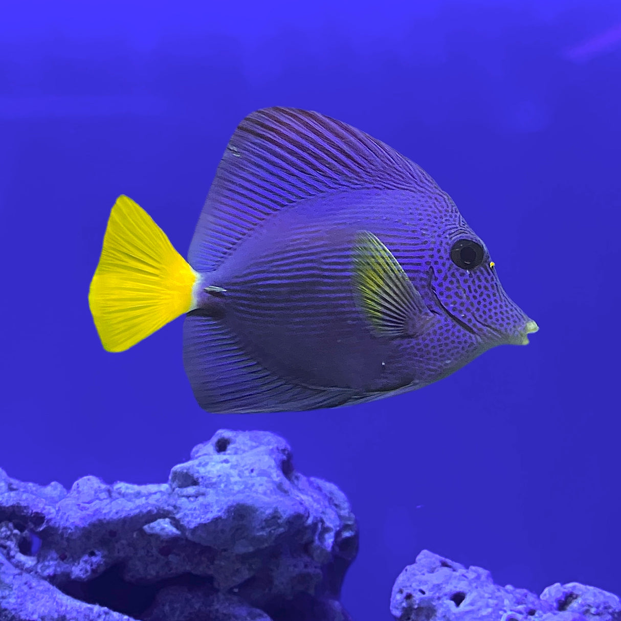 Purple Tang Fish PurpTgBeh