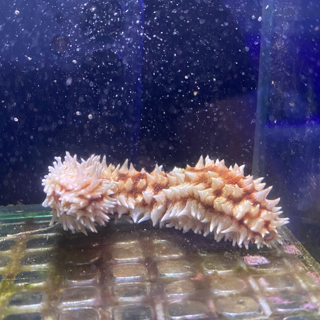 Tiger Tail Sea Cucumber