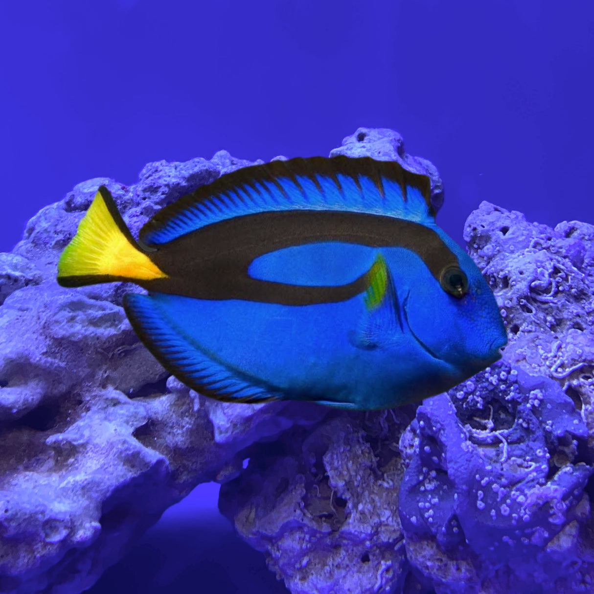 Blue Tang Fish Powder Blue Tang New | Shipwreck Cove Corals