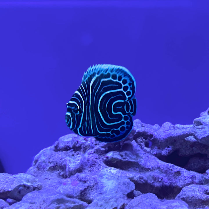 Emperor Angelfish