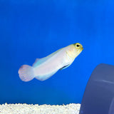 Pearly Jawfish