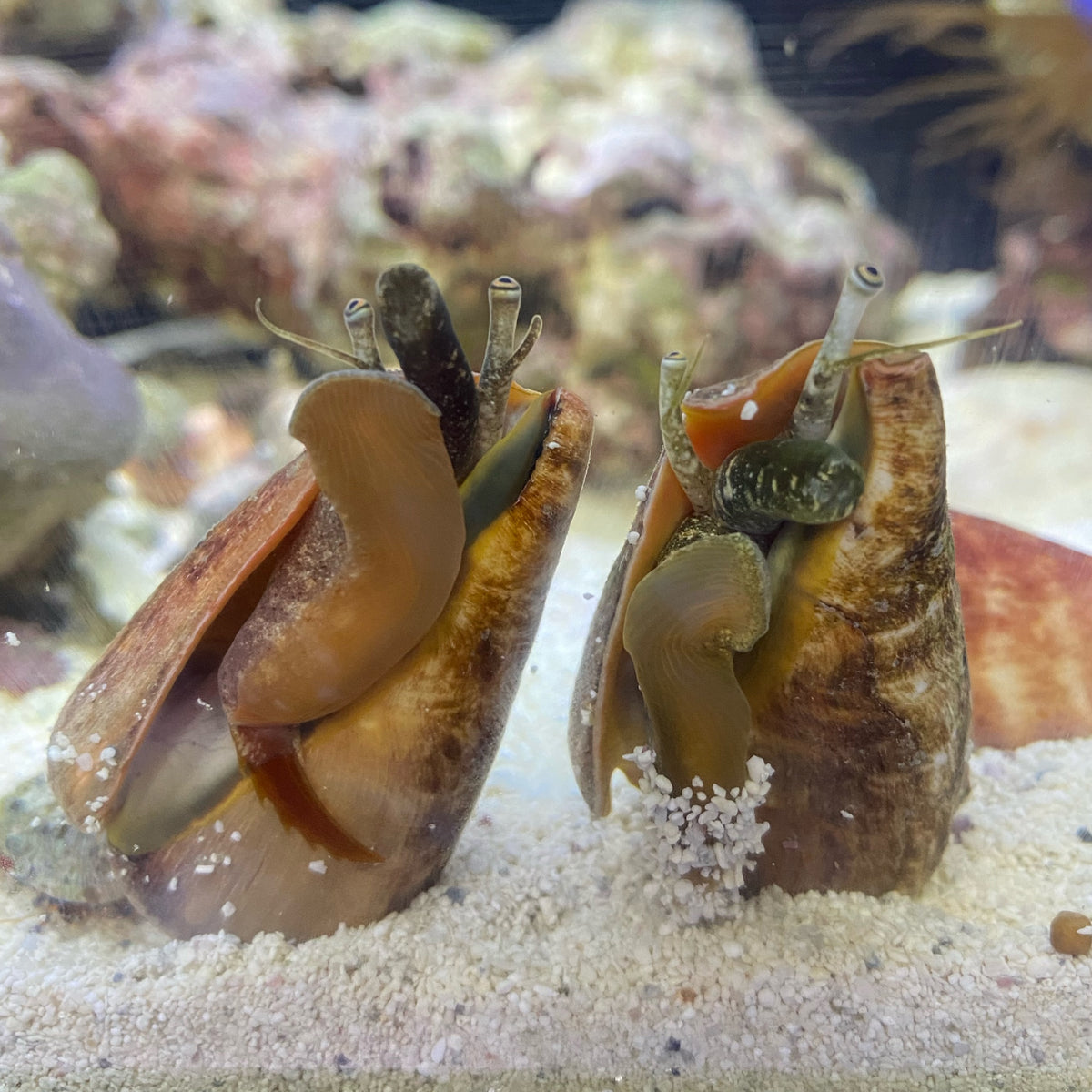 Fight Conch Fighting Conch Snail