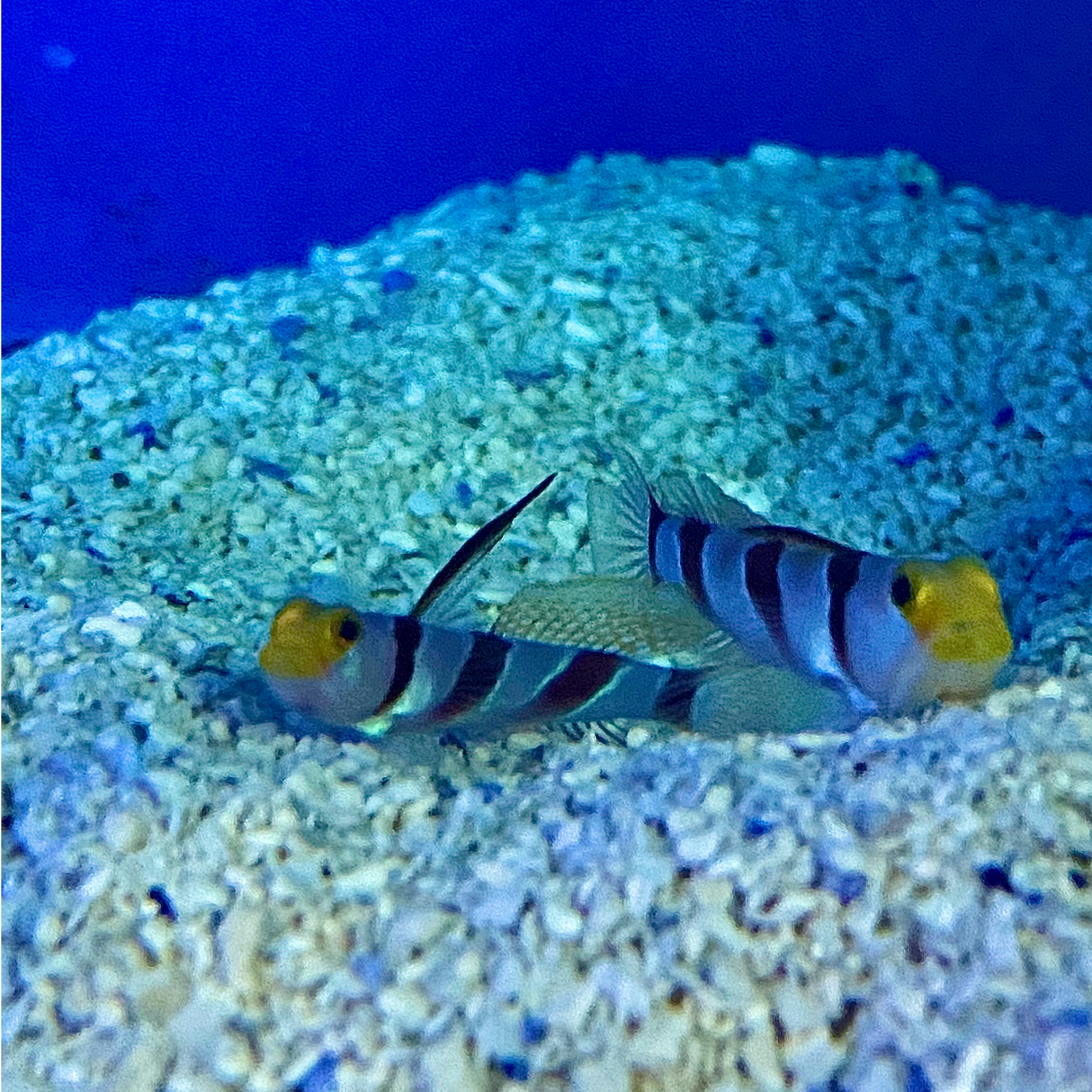 Hi Fin Banded Goby