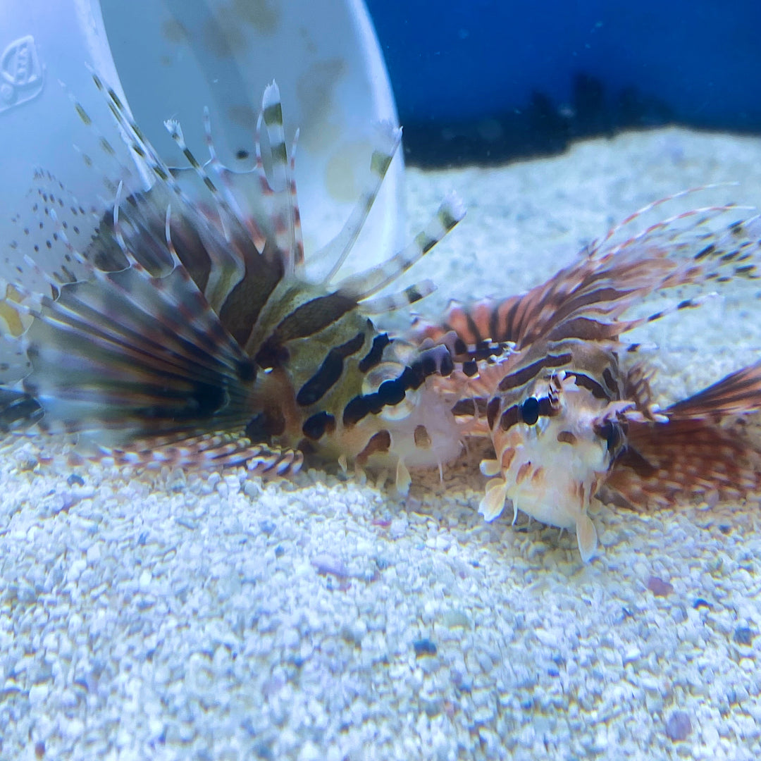 Fuzzy Dwarf Lionfish
