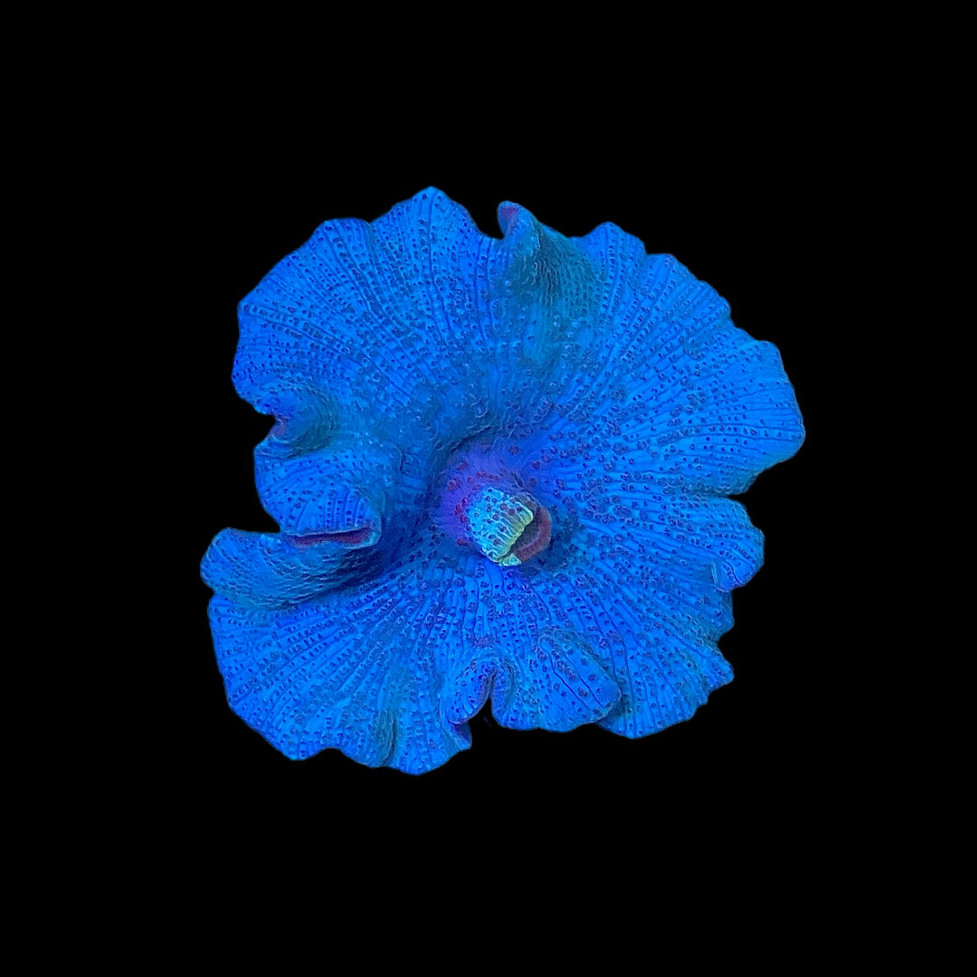 Blue Discosoma Mushroom