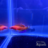 McCosker's Fairy Wrasse