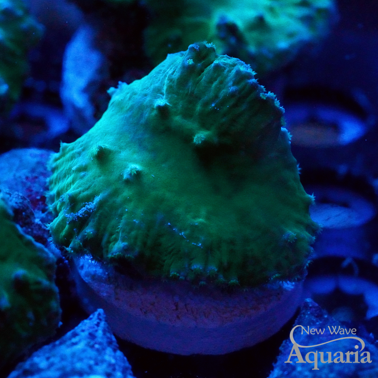 Neon Green Cabbage Leather
