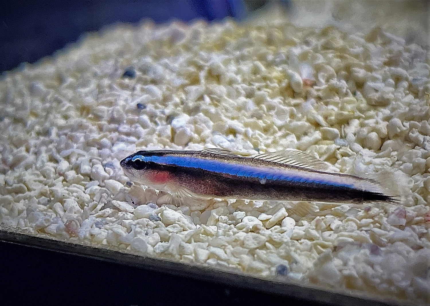 Bluestripe Neon Cleaner Goby – New Wave Aquaria