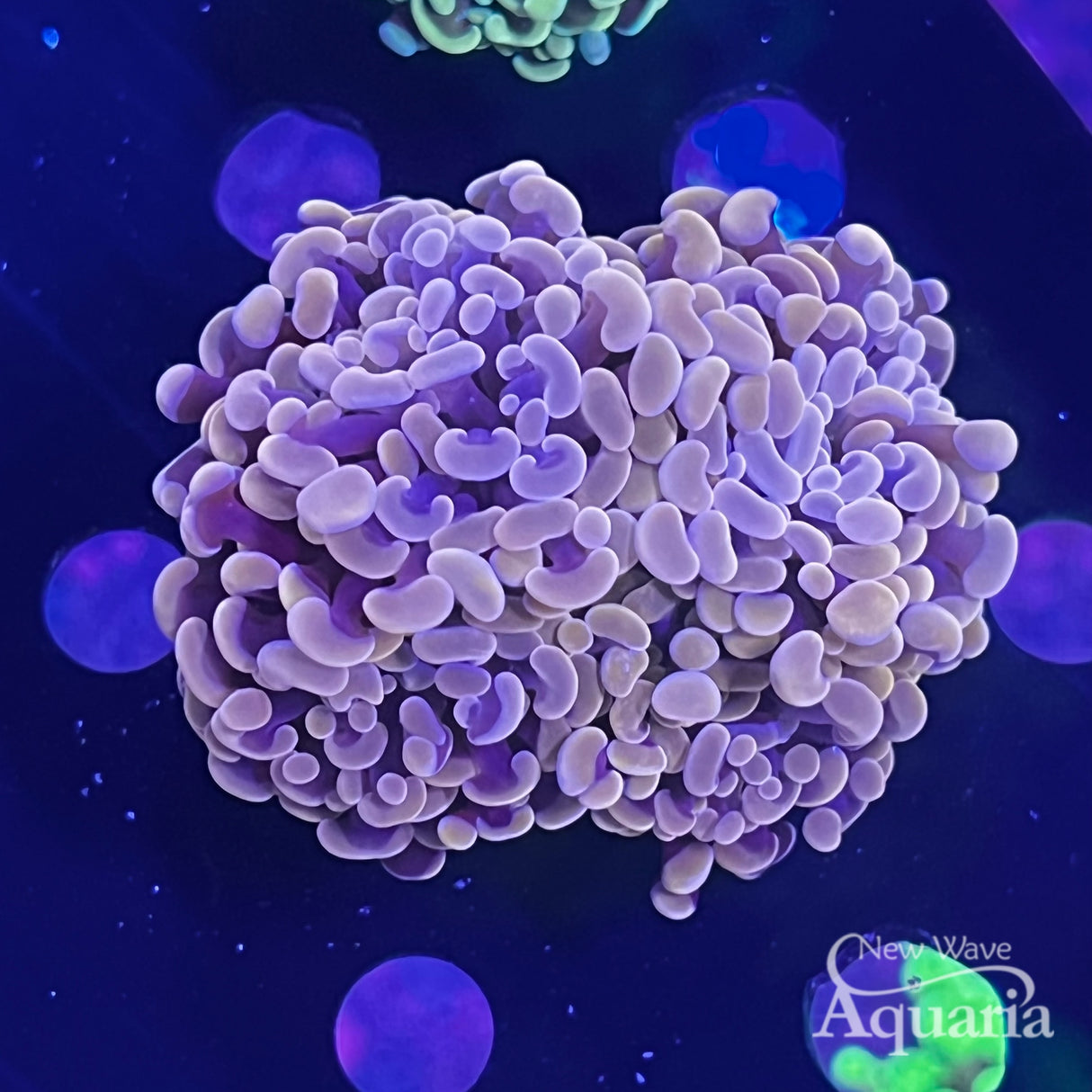 Peach Branching Hammer