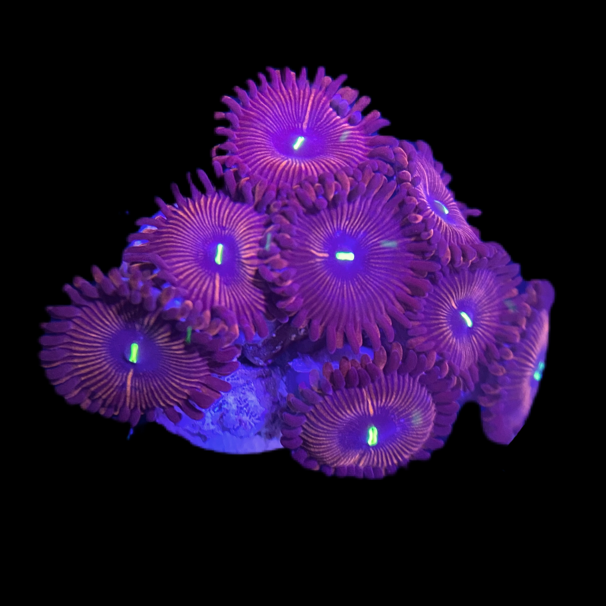 Purple People Eater Zoa