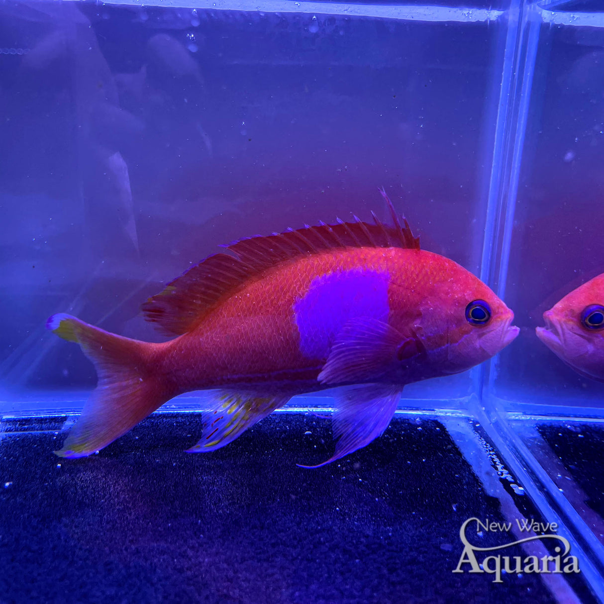 Squareback Anthias