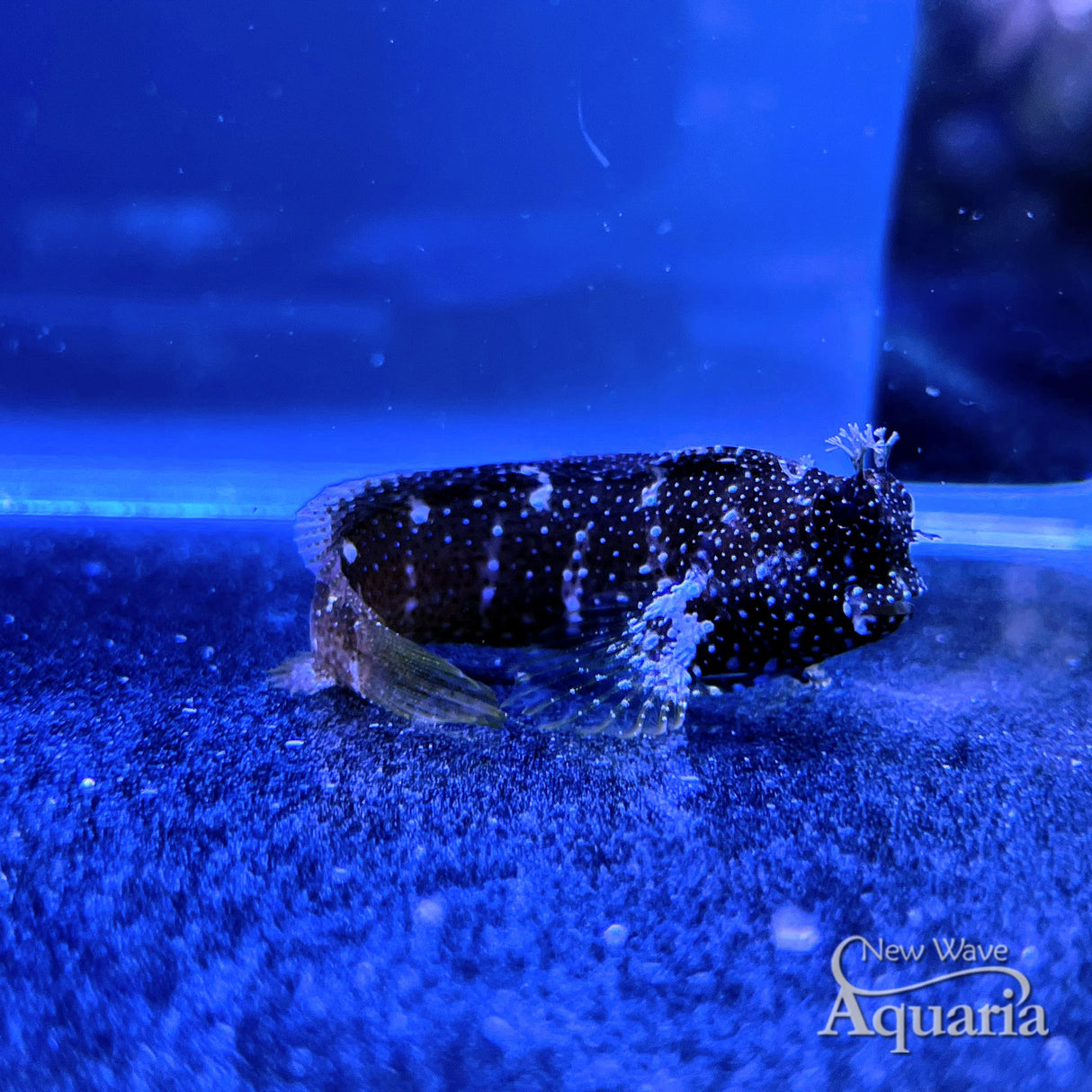 Starry Blenny