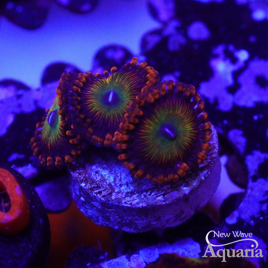 A Reef Creation (@a_reef_creation) • Instagram photos and videos