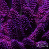 NWA Ron Burgundy Millepora