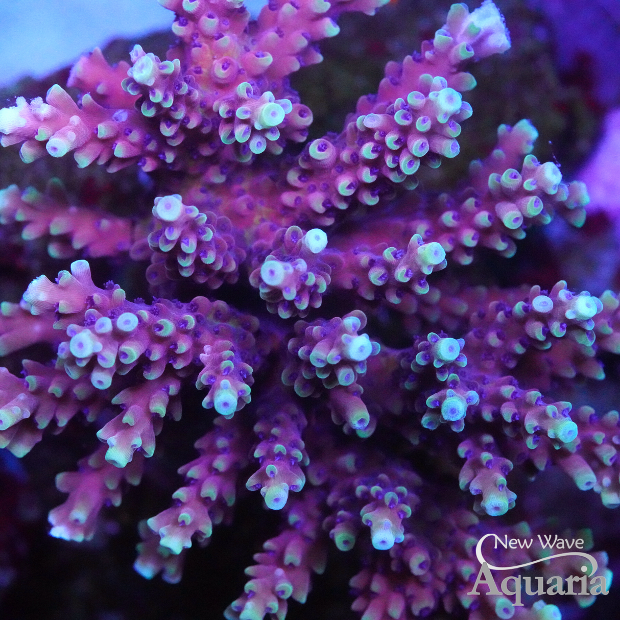 RR Pink Cadillac - Cut to Order Frag