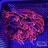 Large Sherman Rose Bubble Tip Anemone