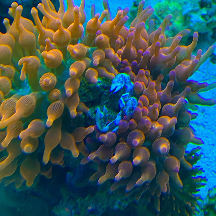 Anemone Crab
