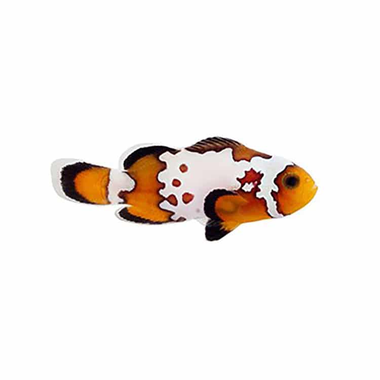 Bullet Hole Clownfish