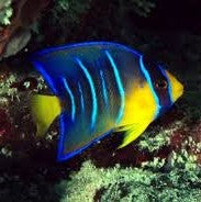 Queen Angelfish (Juvenile)