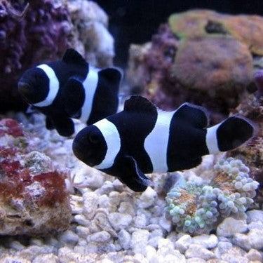 Black Darwin Oscellaris Clownfish