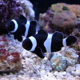 Black Darwin Ocellaris Clownfish