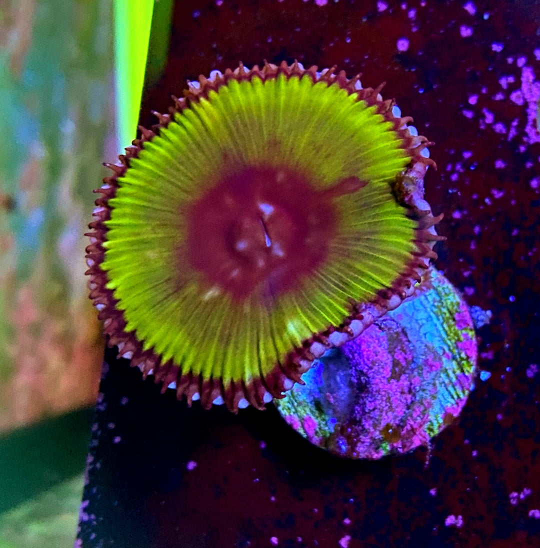 Palythoa Grandis