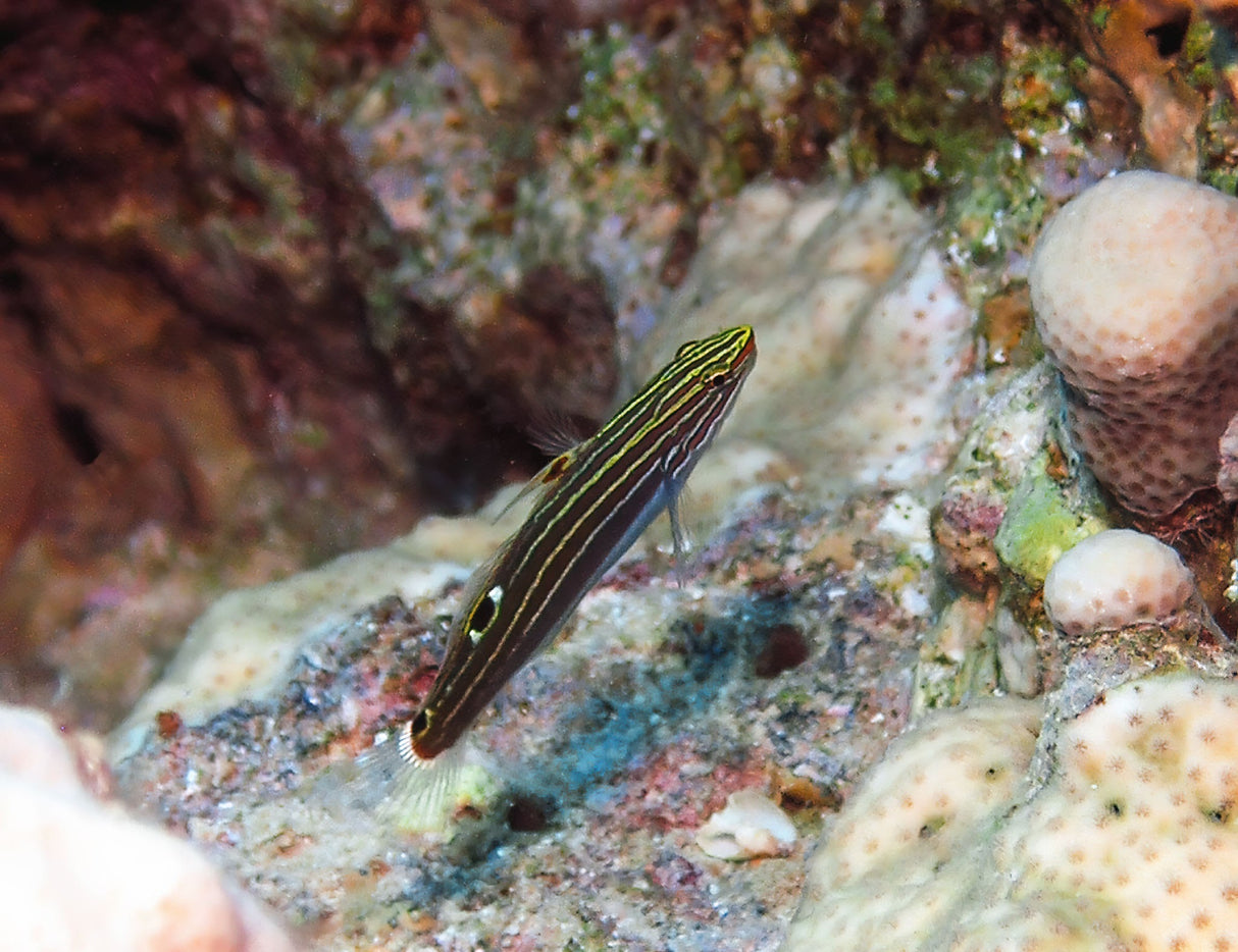 Hector’s Goby