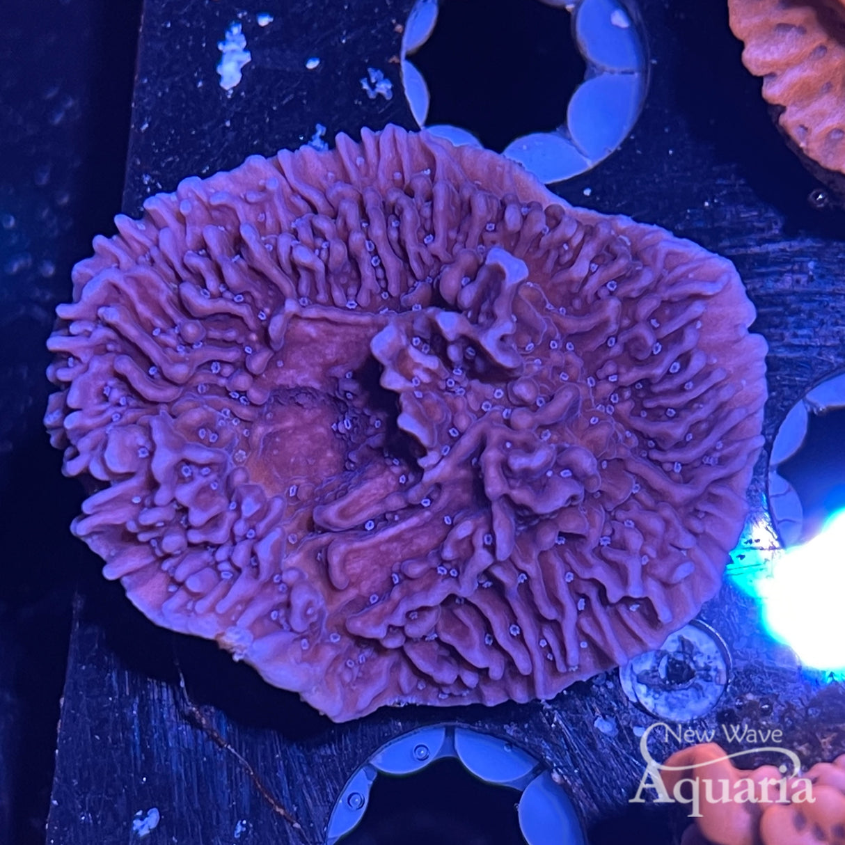 Grape Ape Monti