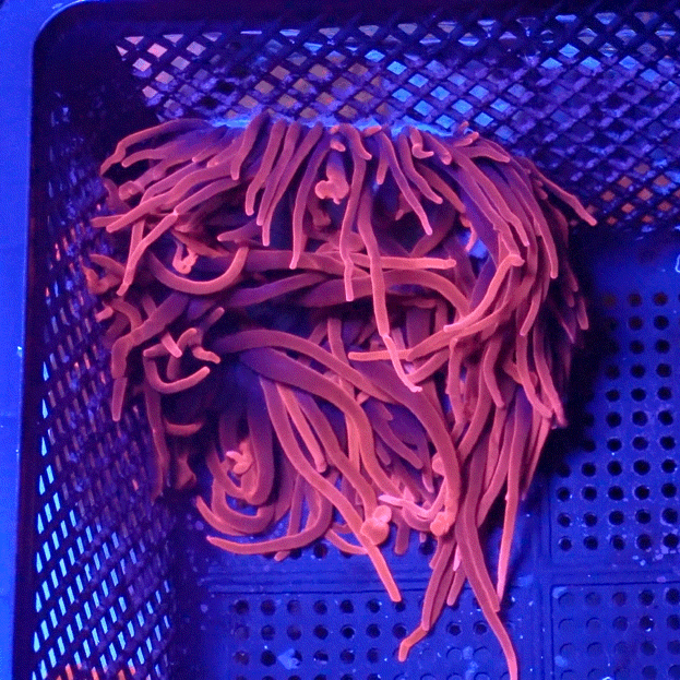 Large Sherman Rose Bubble Tip Anemone