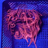 Large Sherman Rose Bubble Tip Anemone