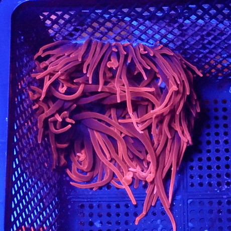 Large Sherman Rose Bubble Tip Anemone