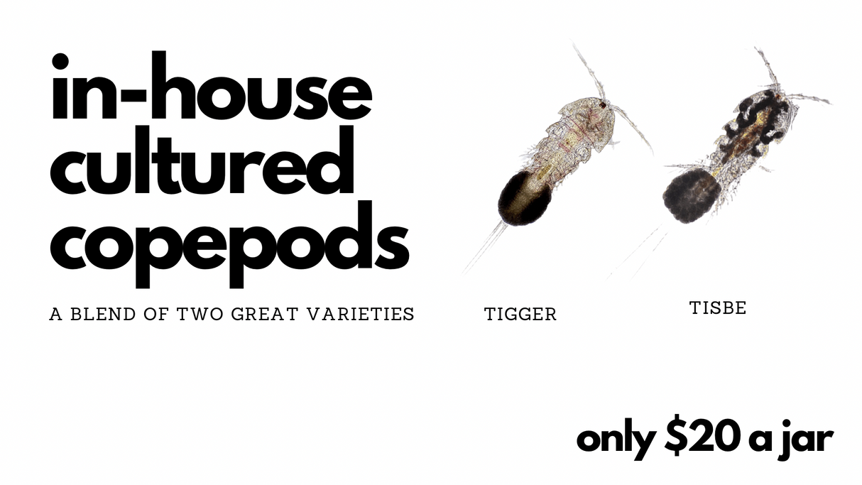 Cultured Copepods - Tiger & Tisbe