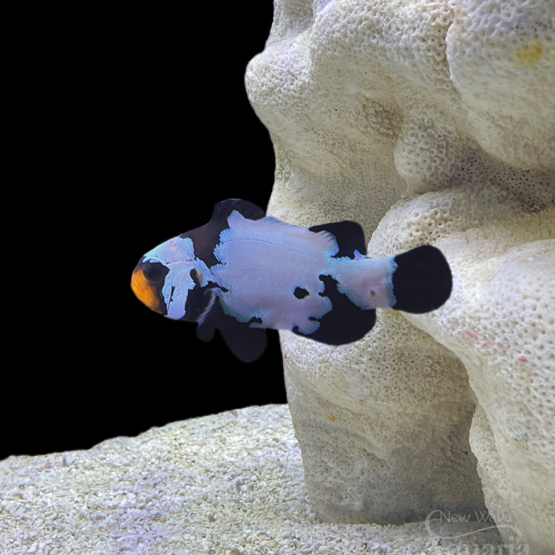 Ultra Black Phantom Clownfish