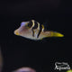 Puffers