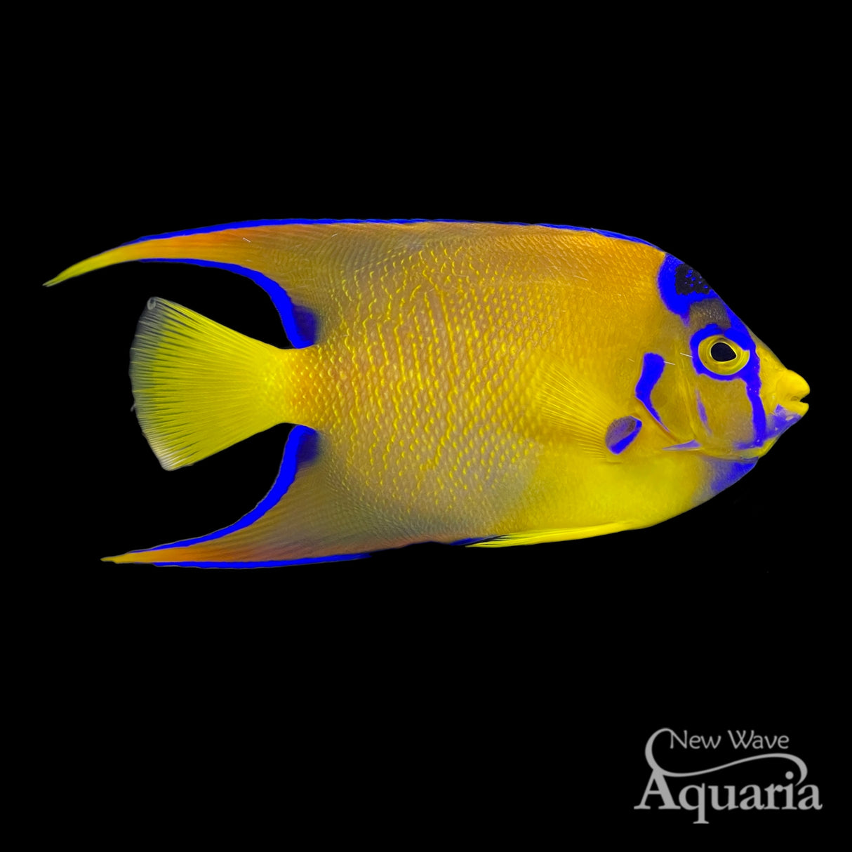 Queen Angelfish (Adult)