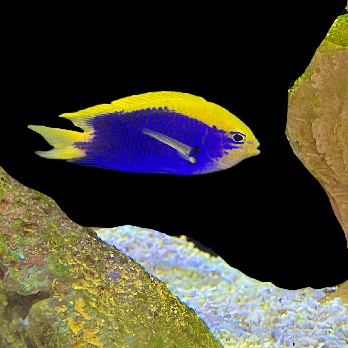 Starckii Damsel