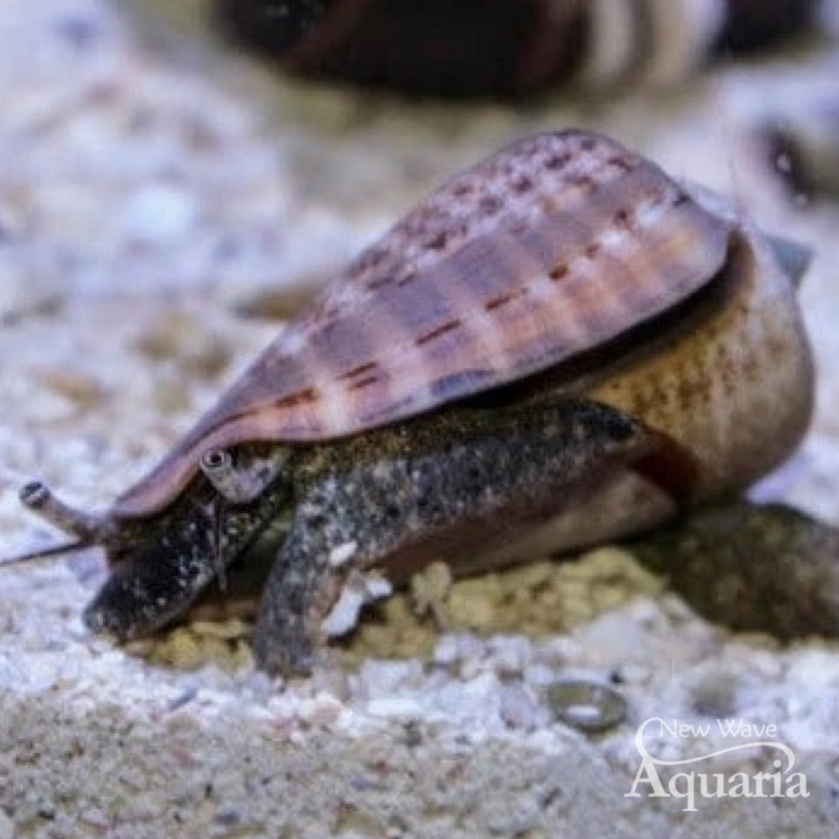 Fight Conch Fighting Conch Snail – New Wave Aquaria