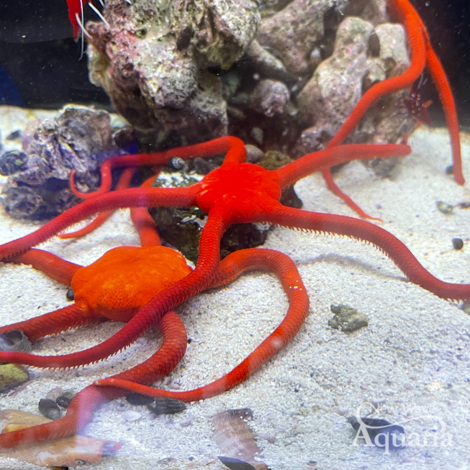 Fancy Red Serpent Starfish New Wave Aquaria