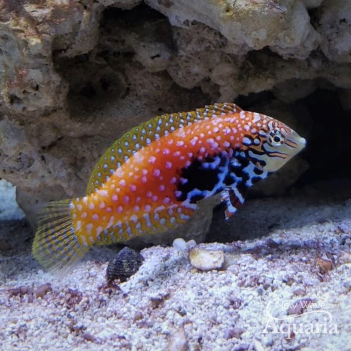 Super Star Of The Reef: The Blue Star Leopard Wrasse