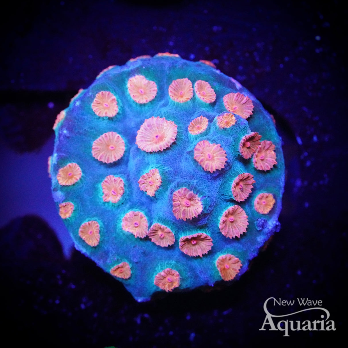 Meteor Shower Cyphastrea