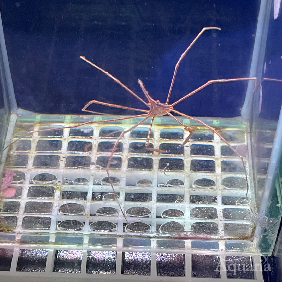 Arrow Crab