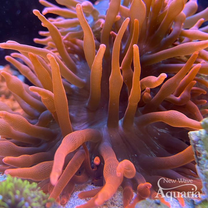 Rose Bubble Tip Anemone