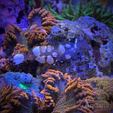 White Spot Anemone Shrimp