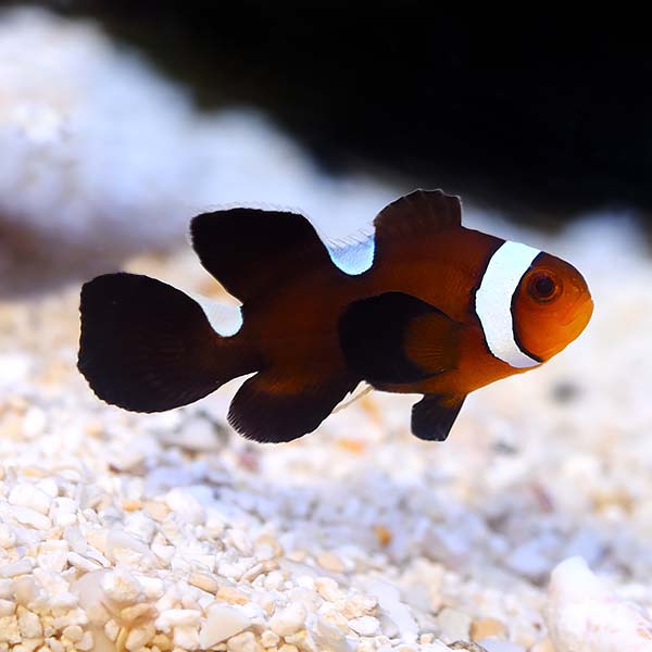 Misbar Longfin Clownfish