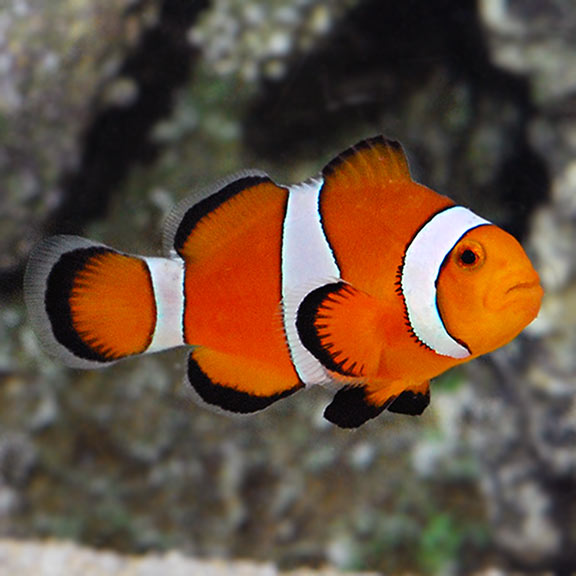 Orange Oscellaris Clownfish